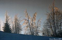 photo "Morning"