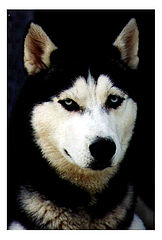 photo "Bill"