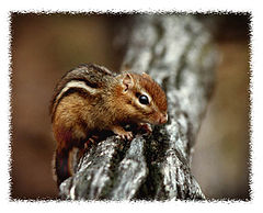 photo "One of my Friends"