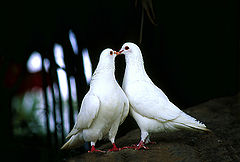 фото "kiss"