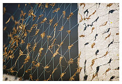 photo "net detail"