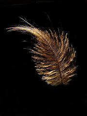 фото "Kiwi Feather"