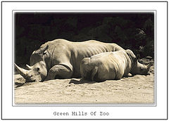 photo "Green Hills Of Zoo"
