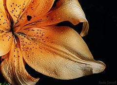 фото "Lily"