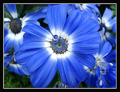 фото "Blue"