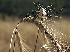 фото "rye"