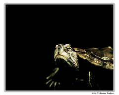 photo "Well?..."