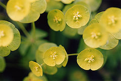 photo "Birth of Yellow"