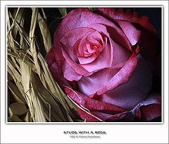photo "Etude with a rose"
