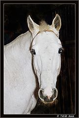 photo "White Horse for Sandy"