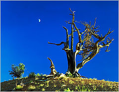 photo "The Red Canyon. Etude with the moon."