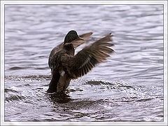 photo "3, 2, 1, go!"