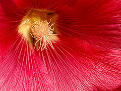 photo "pink"