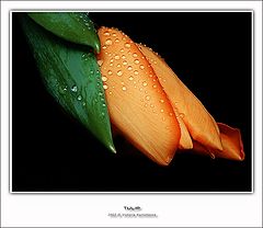 фото "Tulip"