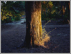 photo "Sunset"