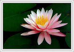 photo "Nenufar"