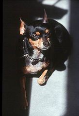 фото "Roza loves to sunbath"