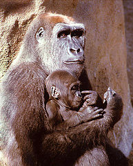 фото "Loving mother"