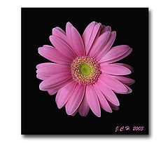 photo "Homage a Povl"