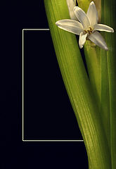 фото "White..."
