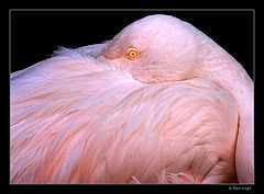 photo "Pink Look"