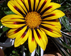 фото "Outdoor Gazinea"