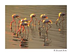 фото "Flamingo`s Bay"