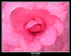 фото "Розовая Роза"