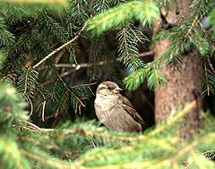 photo "Bird in a Tree"
