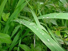 photo "Dew"