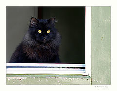 photo "On guard"