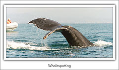 фото "Whalespotting"