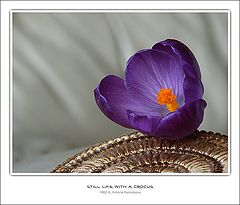 photo "The beginning of the spring!!!"