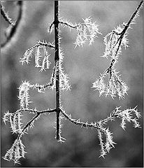 фото "Frozen"