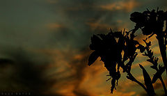 фото "Admiring the sunset..."