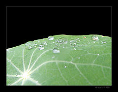photo "Drops of Life"