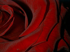 photo "Velvet"