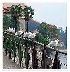 photo "gulls"