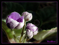 photo "Unshaved flowers"