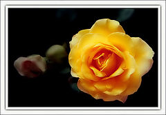 photo "Nature Beauty"