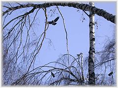 photo "Almost an eagle..."