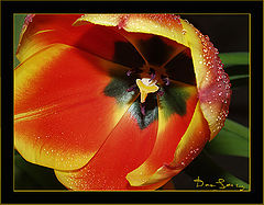 photo "With spring..."