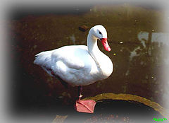 photo "Simply a bird"