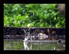 photo "Piece of rain"