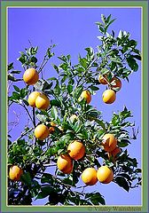 photo "Oranges"