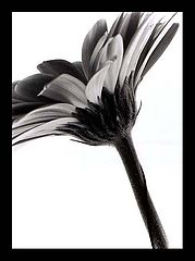 photo "Another flower..."