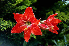 photo "green and red"