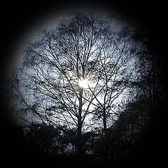 photo "Alive..."