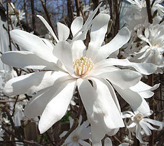 фото "Flowerworks"