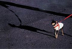 фото "Roza loves to walk"